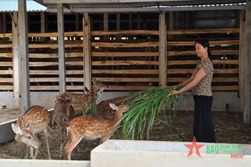 Nghề nuôi hươu ở xã Sơn Giang