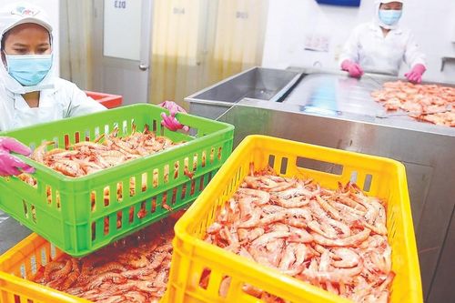 Tăng tốc chuẩn bị nguồn hàng xuất khẩu