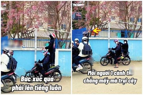 Bẻ mai anh đào mặc nhắc nhở, nhóm thanh niên gây bức xúc