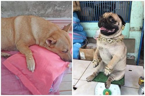 Ngày vía Thần Tài, chó cưng được chủ 'tậu' vàng nhìn ghen tị