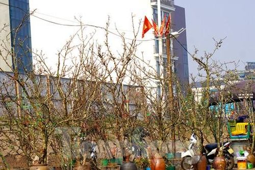 Người Hà Nội chi bạc triệu cho thú chơi hoa lê sau Tết