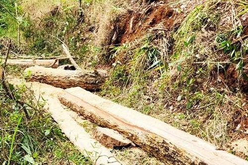 Truy bắt lâm tặc mang theo súng bỏ trốn