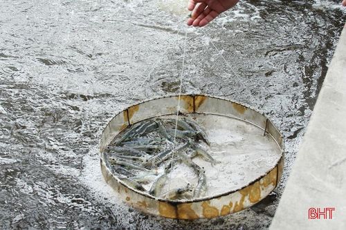 Khan hiếm nguồn cung, tôm tươi 'sốt' giá trên thị trường Hà Tĩnh