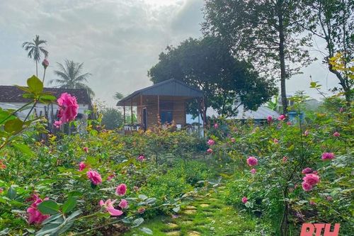 Bỏ phố về quê 'lên đời' cho hoa hồng