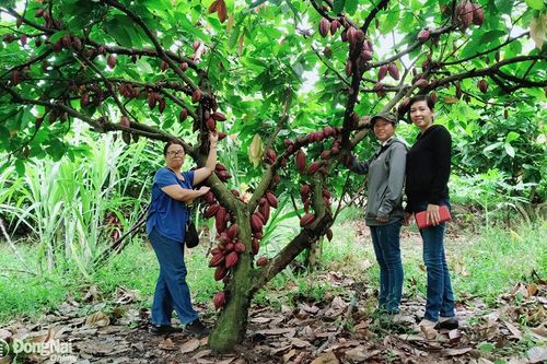 Phát triển mô hình nông nghiệp kết hợp du lịch