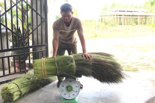 Mùa đót nở bông