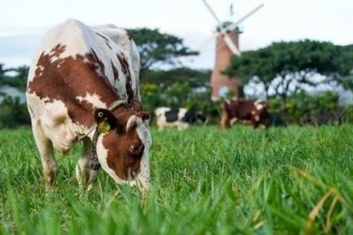 Vinamilk dự kiến trả cổ tức năm 2022 với tỷ lệ gần 40%