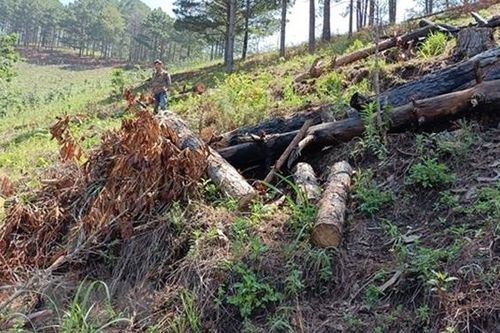 Lâm Đồng: Sẽ giám sát việc thu hồi, chuyển mục đích sử dụng các loại đất, rừng