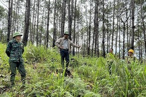 Để những cánh rừng Tây Nguyên thêm xanh!