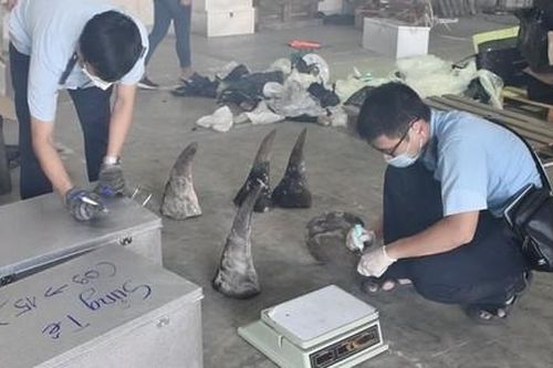 Vướng lao lý vì vận chuyển sừng tê, ngà voi