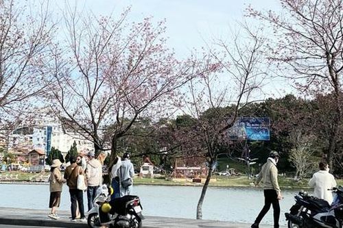 Mai anh đào bung nở rực rỡ, khách du lịch đổ về Đà Lạt chiêm ngưỡng