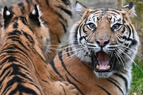 Indonesia lùng bắt hổ Sumatra sau 2 vụ tấn công liên tiếp