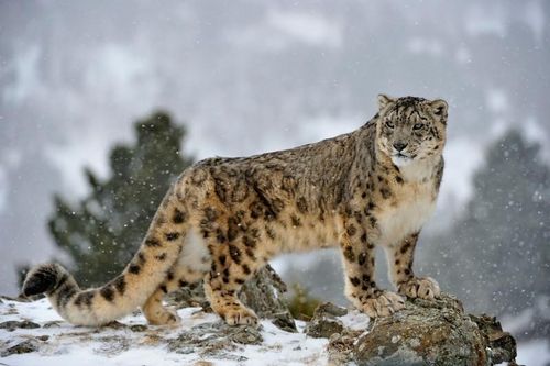 Vẻ đẹp của loài mèo chúa tể trên dãy Himalaya
