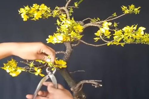 Bí quyết chăm sóc mai vàng chuẩn chuyên gia để sang năm hoa lại nở đẹp
