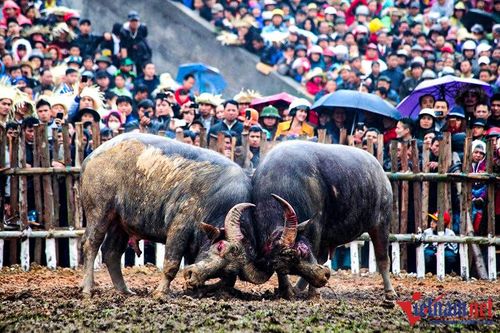 Lễ hội chọi trâu Hải Lựu mở lại, không bán vé vào xem