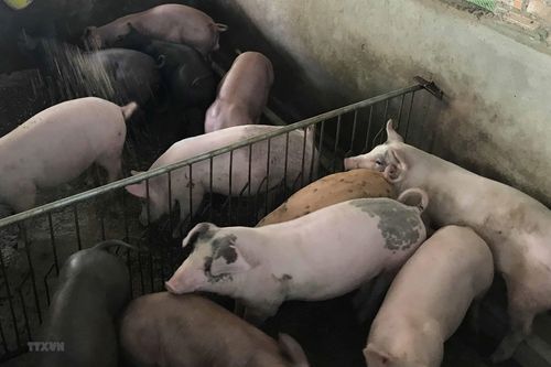 Đắk Nông: Xử phạt hàng trăm triệu đồng với cơ sở nuôi lợn gây ô nhiễm