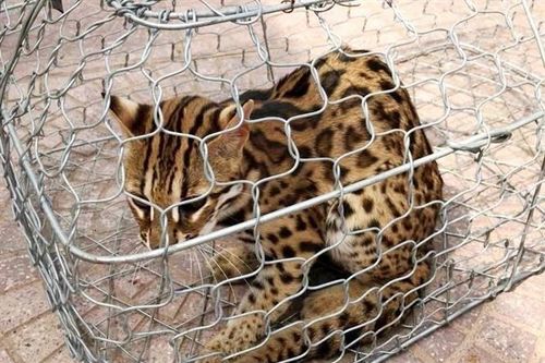 Quảng Bình: Tiếp nhận một cá thể mèo rừng quý hiếm nằm trong Sách đỏ