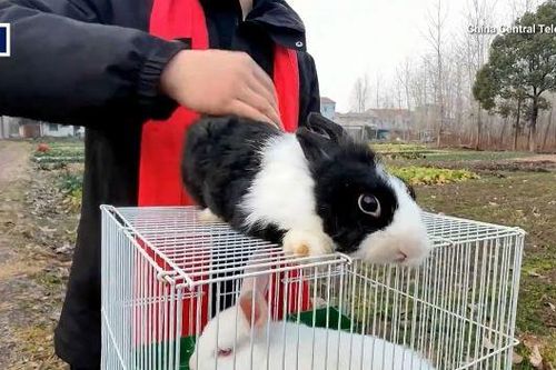 Nhu cầu nuôi thỏ làm thú cưng nở rộ ở Trung Quốc