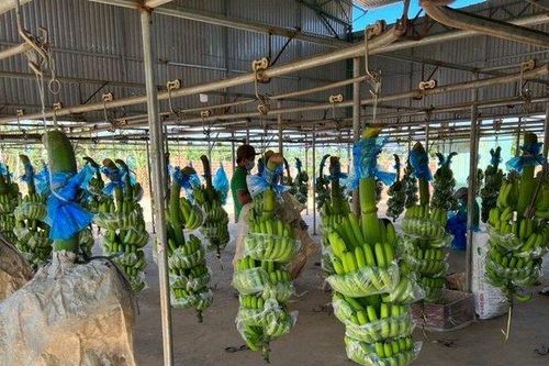 HAGL Agrico lỗ hàng trăm tỷ đồng mỗi tháng, nâng lỗ lũy kế lên 7.000 tỷ