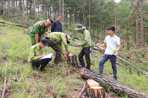 Lâm Đồng: Nhiều vụ phá rừng trong kỳ nghỉ Tết