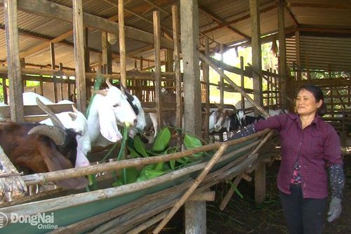 Sau Tết, giá thịt dê tăng cao, người nuôi hưởng lợi