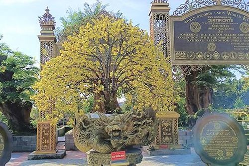 Cây mai hình chiếc quạt trổ bông vàng đẹp mắt