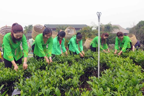 Trà Xuân tỏa sắc ngát hương đất Tân Cương