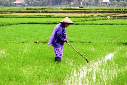 Nông dân ra đồng ngay sau Tết