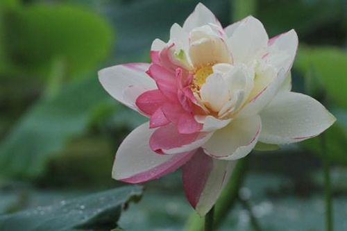 Ở nơi bốn mùa sen nở