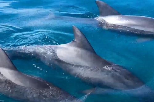 Cảnh quay đàn cá heo khổng lồ ngoài khơi bờ biển Florida