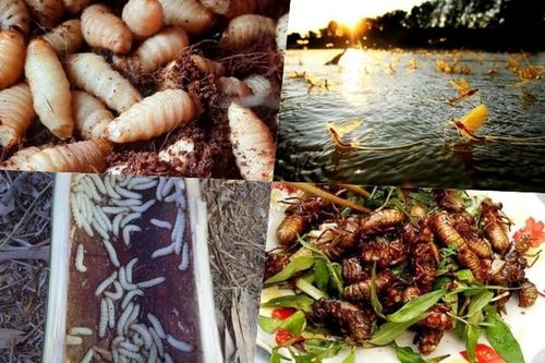 4 đặc sản ghê rợn giá tiền triệu vẫn 'cháy hàng'