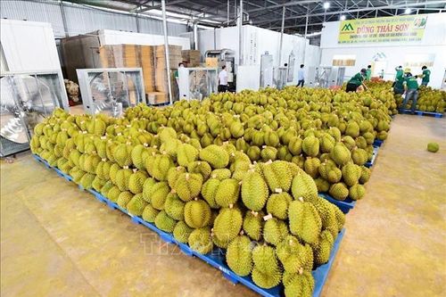 Thứ trưởng Trần Thanh Nam: Kết nối nông sản cần mang tính chất cấp vùng