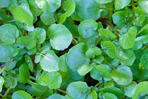 Ăn cải xoong làm thuốc chữa bệnh