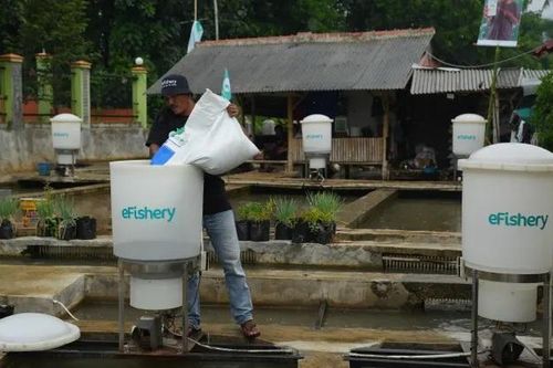 Các công ty khởi nghiệp tiến công vào 'khoảng trống công nghệ' ngành thủy hải sản Indonesia