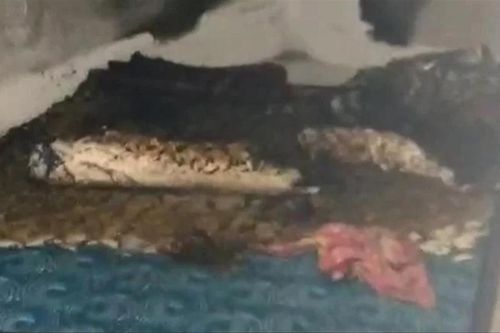 Vụ cha và con gái 2 tuổi bị lửa vây kín trong phòng ngủ: Người cha đã tử vong