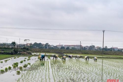 Nông dân Thiệu Hóa khẩn trương xuống đồng gieo cấy sau Tết Nguyên đán