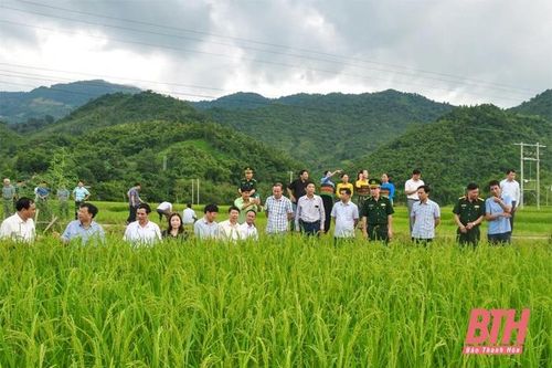Phát triển lúa nếp đặc sản