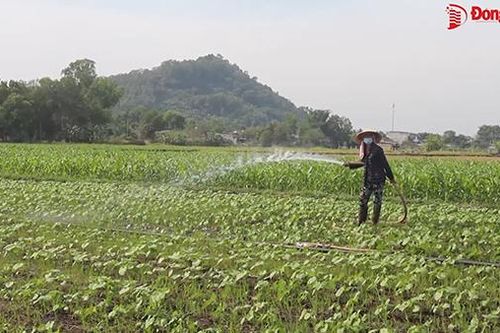 Đầu năm, nông dân hào hứng ra đồng, mong một vụ mùa bội thu