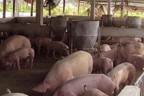 Đắk Nông: Xử phạt cơ sở chăn nuôi gây ô nhiễm