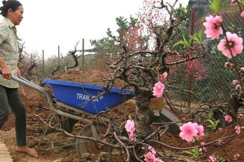 Vườn đào Nhật Tân lại tất bật 'xuống gốc' hồi sinh sau Tết