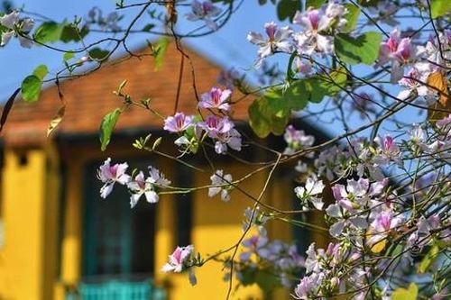 Đến hẹn lại lên, giới trẻ Hà Nội hẹn nhau 'sống ảo' nơi những con đường hoa ban nở rộ