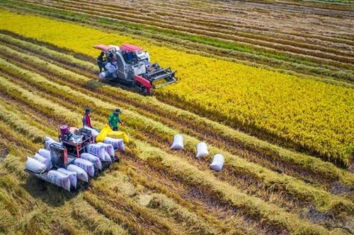 'Hạt vàng' trên những cánh đồng liên kết