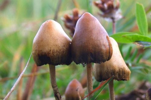 Quốc gia đầu tiên công nhận chất gây ảo giác là thuốc chữa bệnh