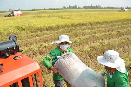 ĐBSCL: Thị trường lúa gạo, trái cây sôi động
