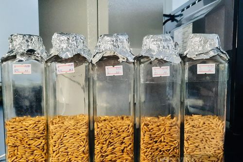 Sinh viên dùng khí CO2 để bảo quản lúa gạo