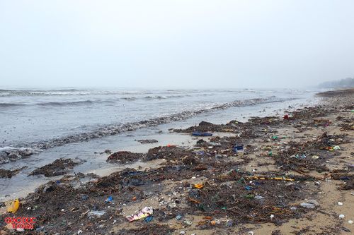 'Mùn biển' đen kịt tràn ngập bãi biển Cửa Lò