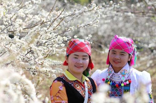 Cảnh đẹp như thiên đường trong những đồi hoa mận trắng tinh khôi ở Tam Đường