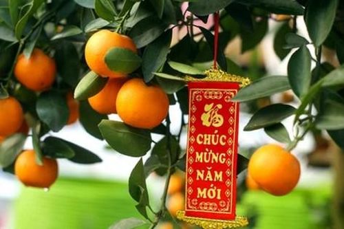 Bật mí cách chăm sóc quất sau Tết cho quả đẹp năm sau