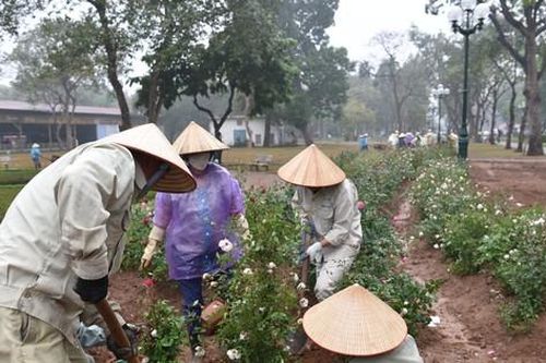 Hơn 10.000 cây hoa hồng thay rào sắt tại công viên Thống Nhất