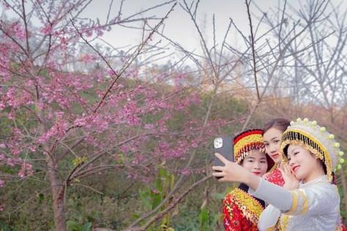 Muôn hoa khoe sắc, tưng bừng lễ hội xuân trên đỉnh Fansipan
